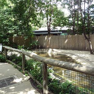West African Dwarf Crocodile Exhibit