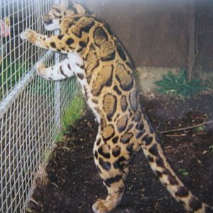 Santago Clouded Leopard Project 1994