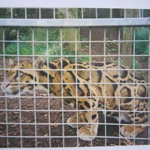 Clouded Leopard Santago 1994.
