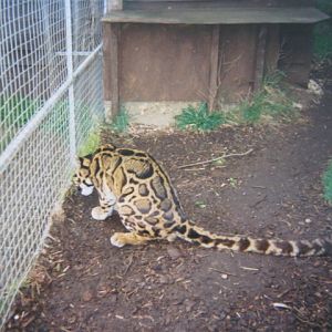 Clouded Leopard Santago 1994.