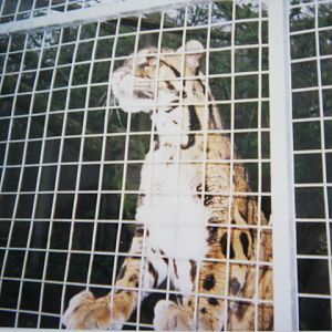 Clouded Leopard Santago 1994.