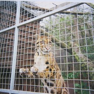Clouded Leopard Santago 1994.