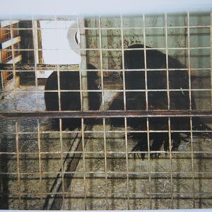 Pair Orangs in old ape house 12/3/90.