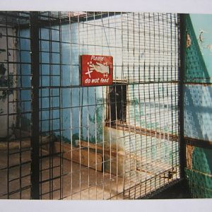 Old cage showing damaged wall. 12/3/90.