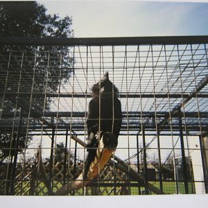 Male Crested Mangabey. 12/3/90.