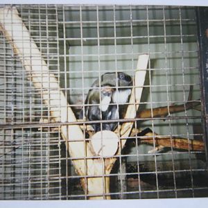 Pair of De Brazzas. 12/3/90.