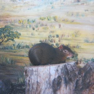 Orange-rumped Agouti 12/3/90.