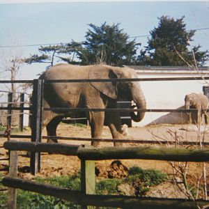African Elephants "Tanya" and "Zola". 12/3/90.