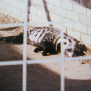 African Palm Civet 12/3/90.