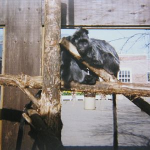 Silvery Langurs 12/3/90.