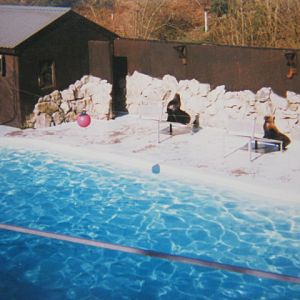 Patagonian Sealions 12/3/90.