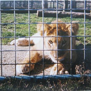 Lion cub 12/3/90.