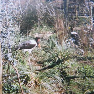 Pair Saddle-billed Storks 12/3/90.