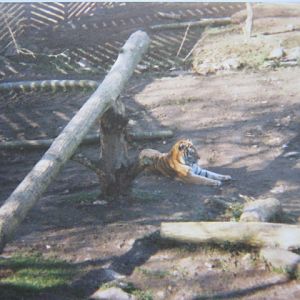 Siberian/Amur Tiger 12/3/90.