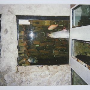 Aquarium - various cichlids etc.. 12/3/90.