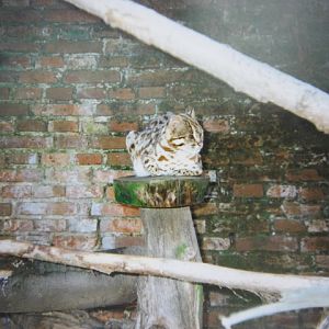 Male Leopard Cat 12/3/90.