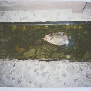 Giant Gourami 12/3/90.