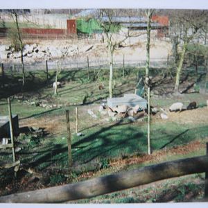 Various sheep and goats, Rhino enclosure in background.