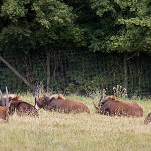 Sable antelope : Marwell : 08 Aug 2014