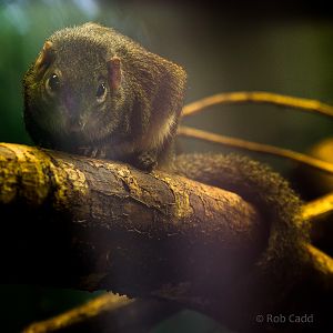 Northern treeshrew : Marwell : 08 Aug 2014