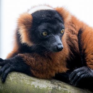 Red ruffed lemur : Marwell : 08 Aug 2014