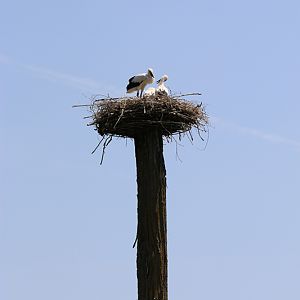white stork