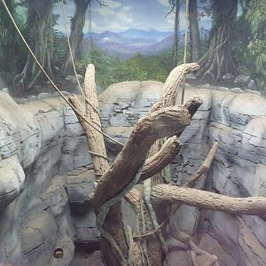 Reeve's Muntjac/Lady Amherst's Pheasant Exhibit (upper half)