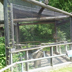 Great Horned Owl Exhibit