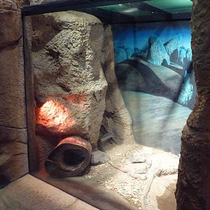 Australian Building - Gould's Monitor Exhibit