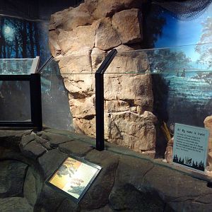 Australian Building - American Alligator Exhibit