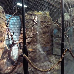 Australian Building - Kookaburra Exhibit