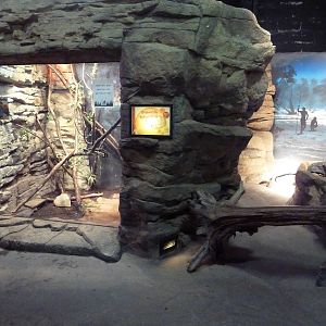 Australian Building - Prehensile-Tailed Skink Exhibit