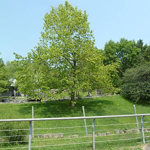 Red Kangaroo Walk-Through Exhibit