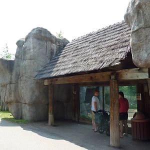 Lion Exhibit