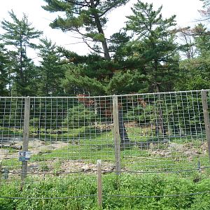 Northern Territory - White-Tailed Deer Exhibit
