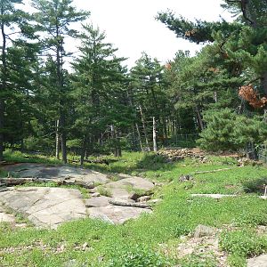Northern Territory - White-Tailed Deer Exhibit