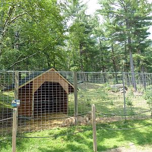 Northern Territory - Pere David's Deer Exhibit
