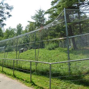 Northern Territory - Grey Wolf Exhibit