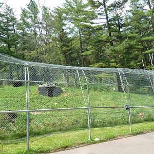 Northern Territory - Grey Wolf Exhibit