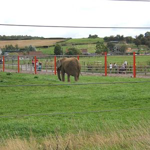 View of Elephant Paddock