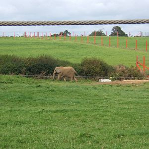 View of Elephant Paddock