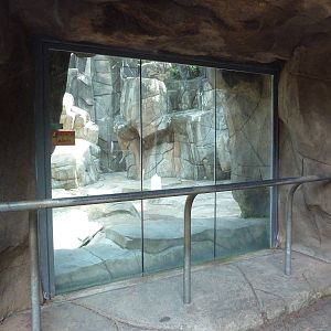 Northern Territory - Cougar Exhibit