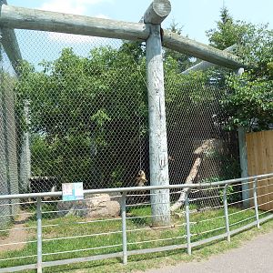 Eurasian Lynx Exhibit