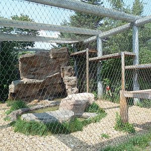 Snow Leopard Exhibit