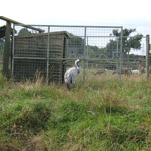 Lilford`s Crane