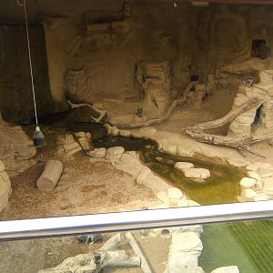 View of part of Meerkat enclosure