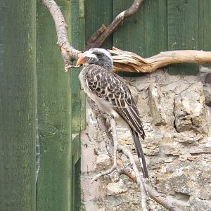 African Grey Hornbill