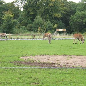 Eland and Chapmann`s Zebra