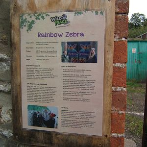Rainbow Zebra