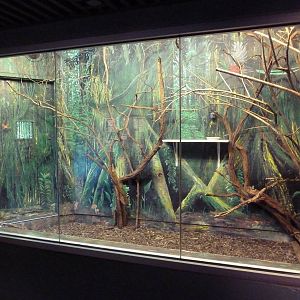 Primate Conservation Center - Goeldi's Monkey/Green Iguana Exhibit